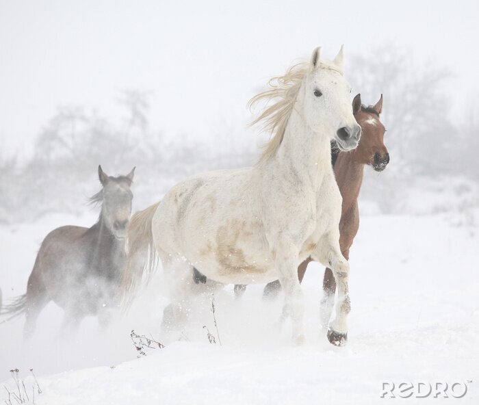 Papier peint  Un troupeau de chevaux galopant en hiver