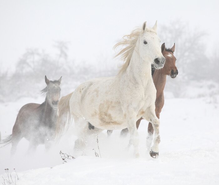 Papier peint  Un troupeau de chevaux galopant en hiver