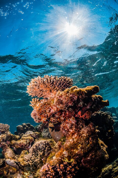 Papier peint  Underwater shot of colorful coral reef in clear blue water