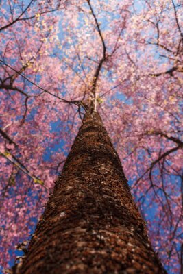 Papier peint  Une arborescence complète du cerisier en fleurs a été photographié fromvery angle faible sur une journée de ciel bleu clair