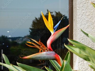 Papier peint  Une belle fleur de grue ou oiseau de paradis ou strelitzia reginae