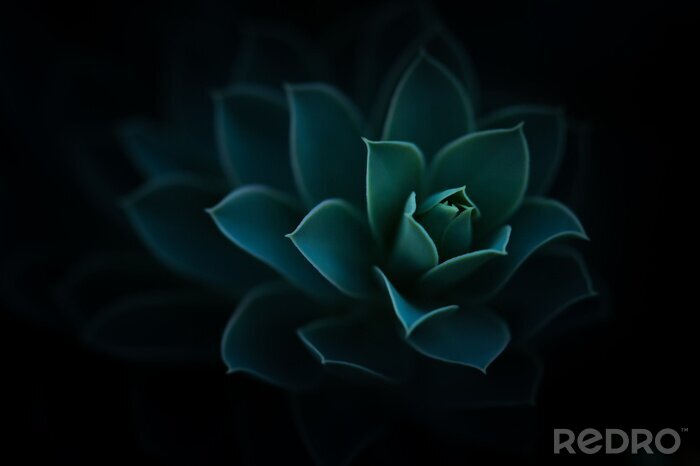 Papier peint  Une belle plante verte