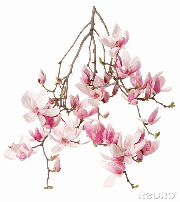 Papier peint  Une branche pleine de magnolias en fleurs