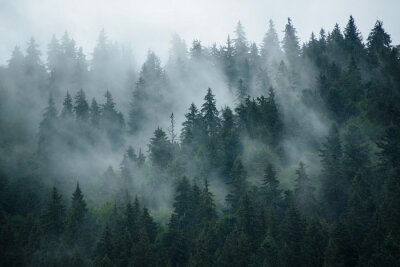Papier peint  Une douce brume entre les arbres