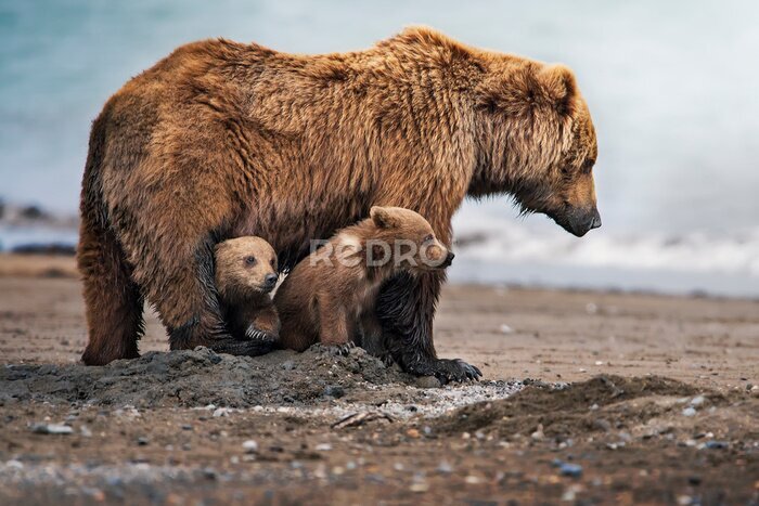 Papier peint  Une famille d&#39;ours dans leur habitat naturel