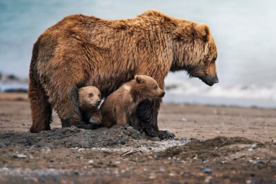 Papier peint  Une famille d'ours dans leur habitat naturel