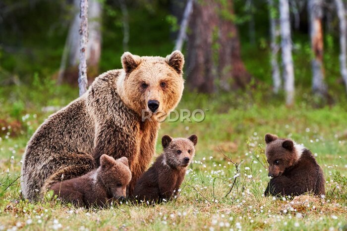 Papier peint  Une famille d&#39;ours dans une clairière verte