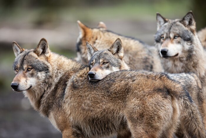 Papier peint  Une famille de loups