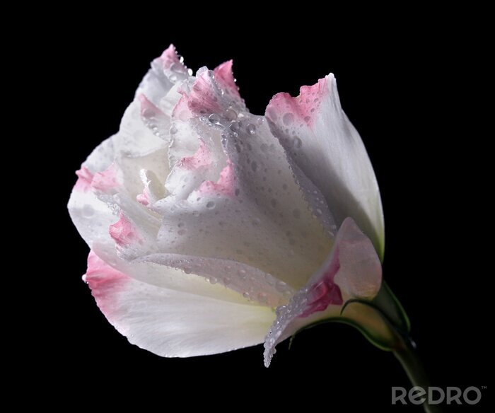Papier peint  Une fleur avec des pétales blancs et roses