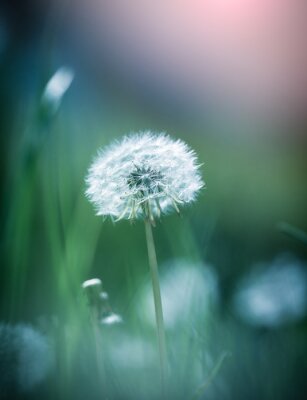 Une fleur pelucheuse cachée dans l'herbe