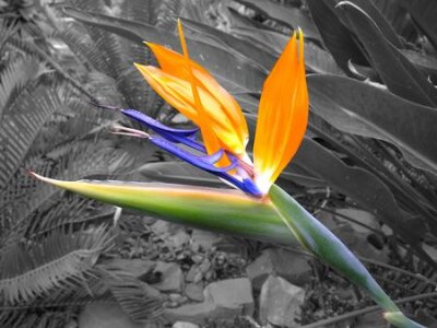 Papier peint  Une fleur Strelitzia merveilleuse ...