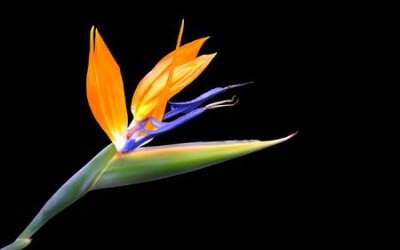 Papier peint  Une fleur Strelitzia merveilleuse ...