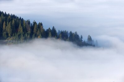 Papier peint  Une forêt dans les nuages