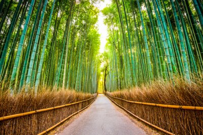 Papier peint  Une forêt de bambous à Kyoto au Japon