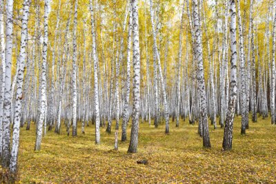 Papier peint  Une forêt de bouleaux en automne