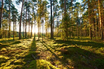 Papier peint  Une forêt du point de vue d'une grenouille