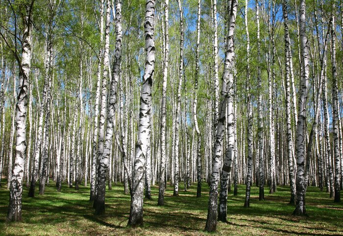 Papier peint  Une forêt pleine de bouleaux