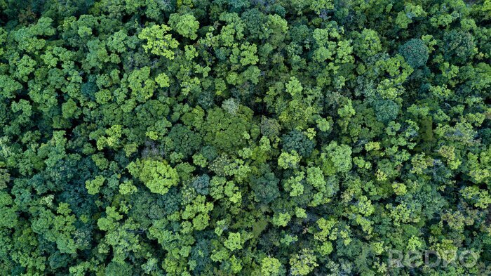 Papier peint  Une forêt verte vue du ciel