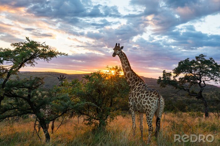 Papier peint  Une girafe debout dans un bel environnement africain au lever du soleil.