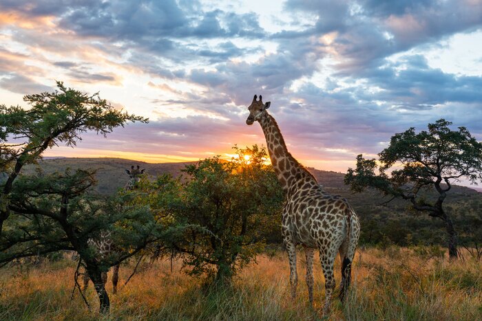 Papier peint  Une girafe debout dans un bel environnement africain au lever du soleil.