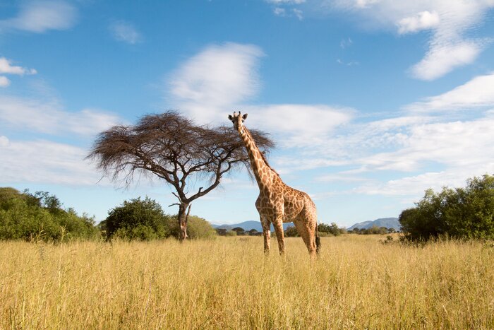 Papier peint  Une grande girafe pâturage dans le parc national de Ruaha