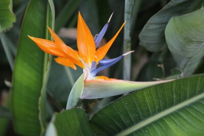 Papier peint  Une grande strelitzia avec feuillage vert autour