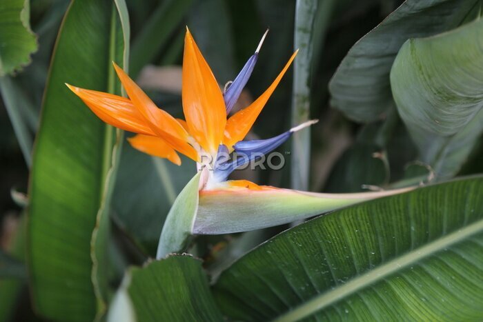Papier peint  Une grande strelitzia avec feuillage vert autour
