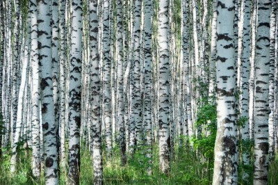 Papier peint  Une journée ensoleillée dans un bosquet de bouleaux