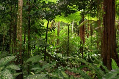 Papier peint  Une jungle en 3D en Australie