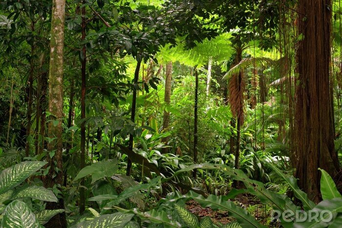 Papier peint  Une jungle en 3D en Australie