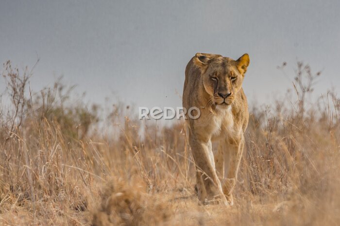 Papier peint  Une lionne se promenant dans la savane