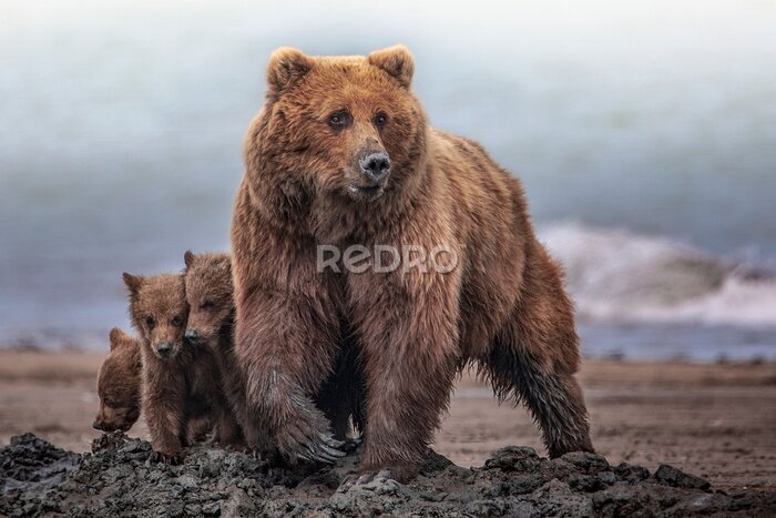 Papier peint  Une mère ourse avec ses oursons dans leur habitat naturel