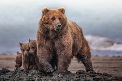 Papier peint  Une mère ourse avec ses oursons dans leur habitat naturel