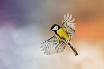 Papier peint  Une mésange sur fond flou