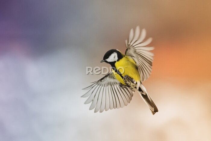 Papier peint  Une mésange sur fond flou