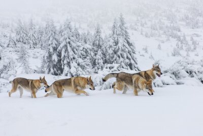 Papier peint  Une meute de loups polaires dans la neige