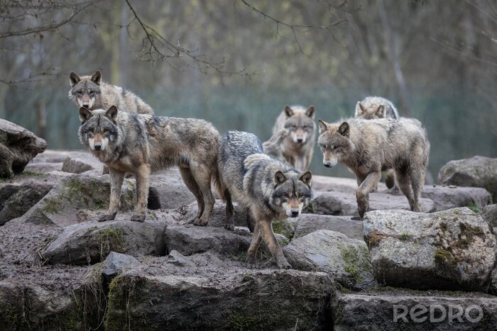 Papier peint  Une meute de loups sur les rochers
