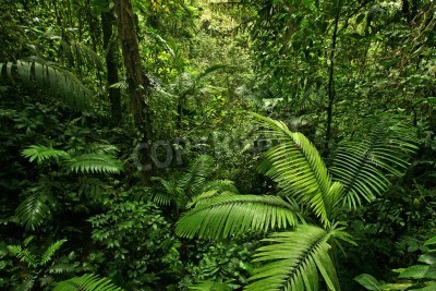 Papier peint  Une nature dense dans la forêt vierge
