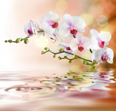 Une orchidée se reflétant dans l'eau