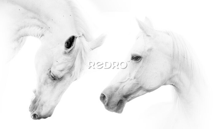 Papier peint  Une paire de beaux chevaux sur fond blanc