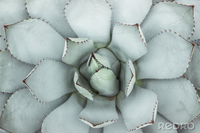 Papier peint  Une photo macro d&#39;une succulente vert clair