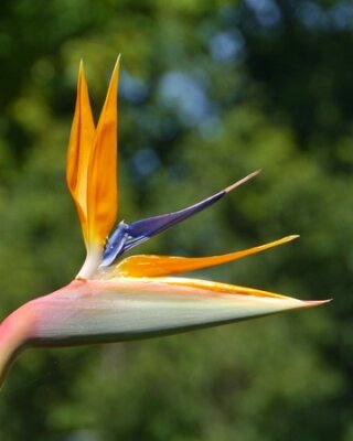 Papier peint  Une plante à fleurs de Strelitzia orange ainsi appelé oiseau de paradis en Australie