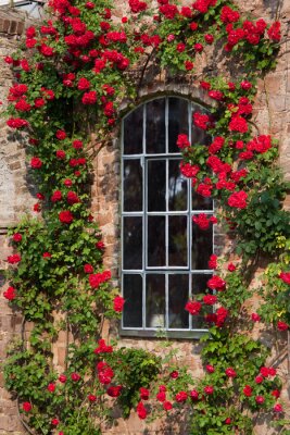 Une plante grimpante de roses encadrant la fenêtre