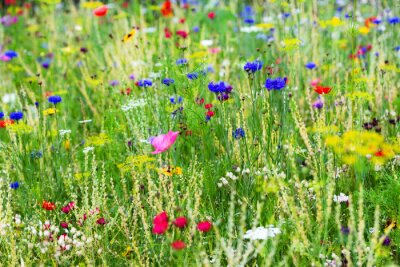 Papier peint  Une prairie de fleurs colorées