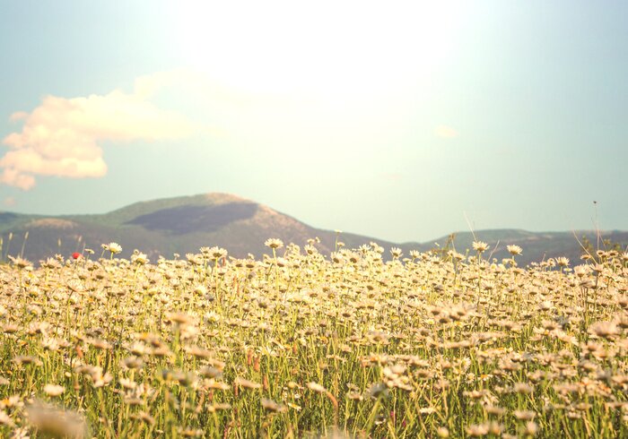 Papier peint  Une prairie de marguerites sans fin