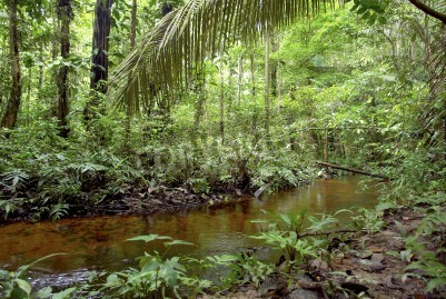 Papier peint  Une rivière à travers la forêt vierge