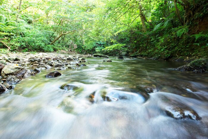 Papier peint  Une rivière sauvage dans la forêt