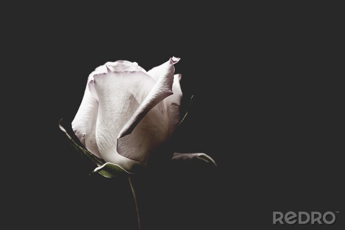 Papier peint  Une rose blanche exposant la profondeur du noir