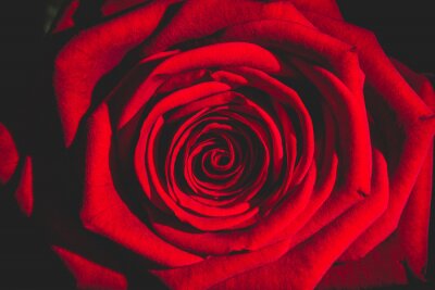 Papier peint  Une rose rouge dans l'obscurité