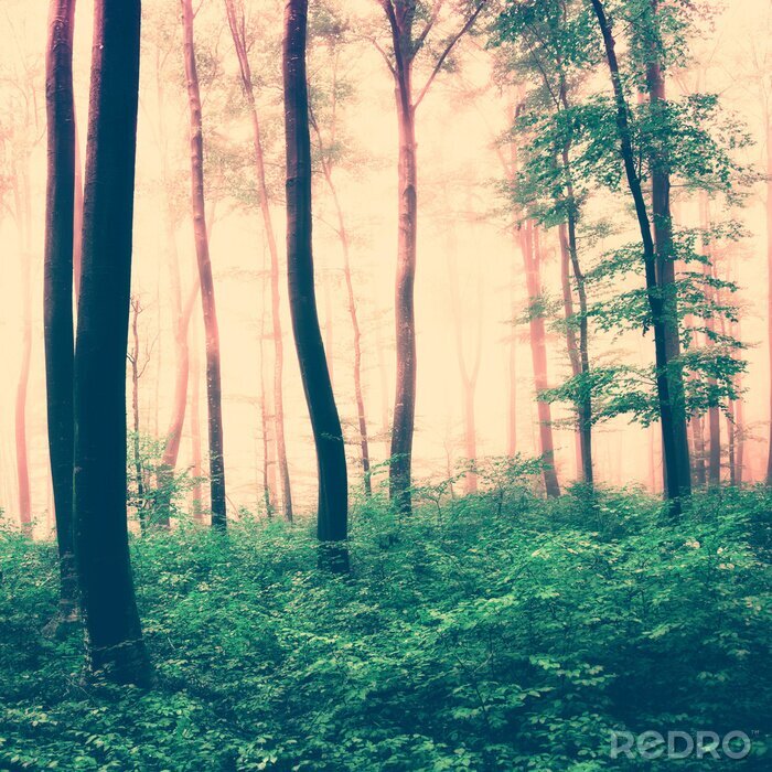 Papier peint  Une scène de forêt aux tons sépia, avec un sous-bois verdoyant et la cime des arbres.